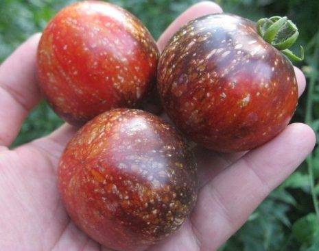Описание раннего сорта томата скороспелка и его характеристики