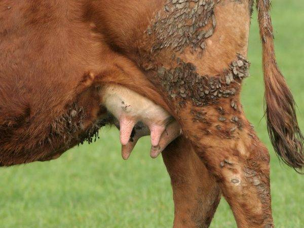 Лечение ушиба вымени у коровы или козы