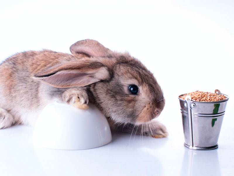 Какие витамины можно давать крольчонку