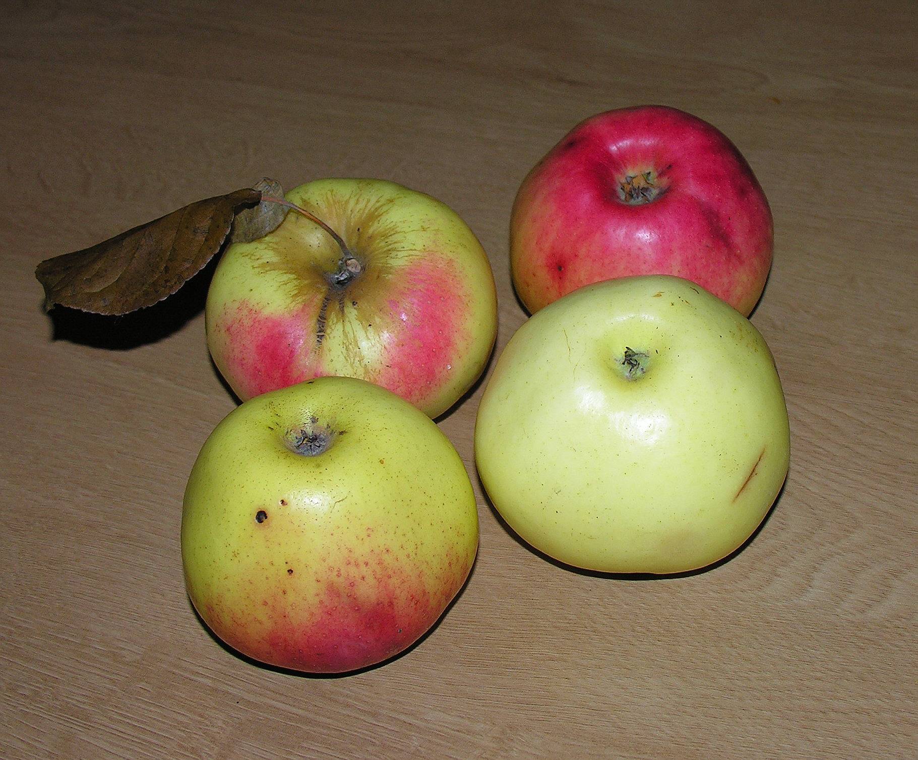 Скороплодная и морозоустойчивая яблоня «павлуша»