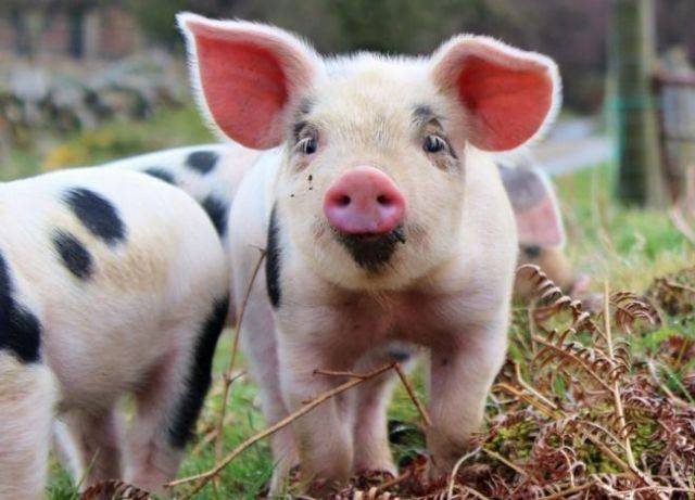Порода свиней йоркшир: особенности, уход, кормление и правила разведения