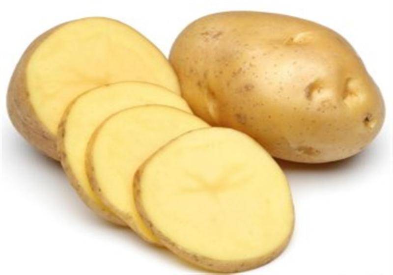Описание картошки снегирь — как выращивать сорт?