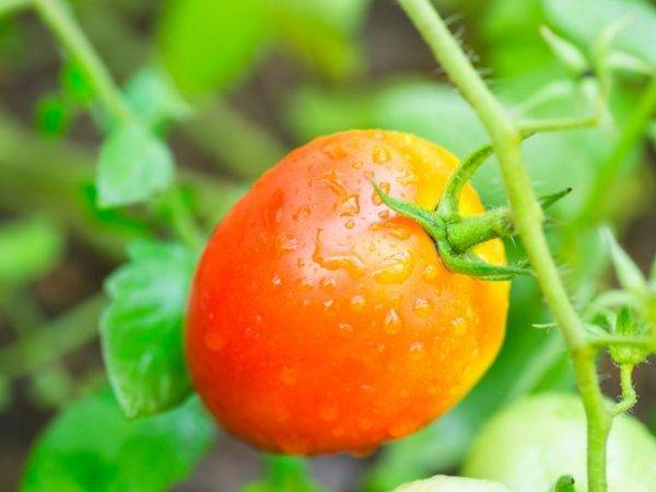 Томат «красная гроздь»: красивый, вкусный и урожайный