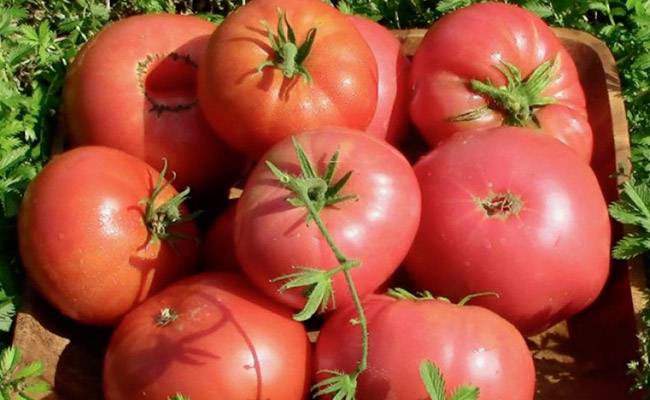 Описание крупноплодного сорта томата Киевлянка и его урожайность