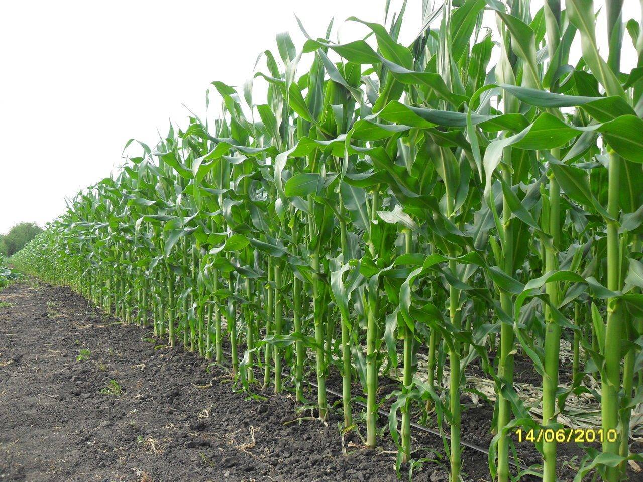 Основная обработка почвы после кукурузы особенности системы