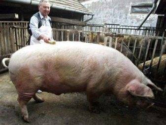 Свиньи-гиганты: самые большие особи и породы