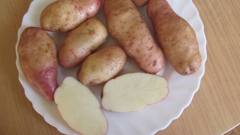 Описание сорта картофеля утро ранее
