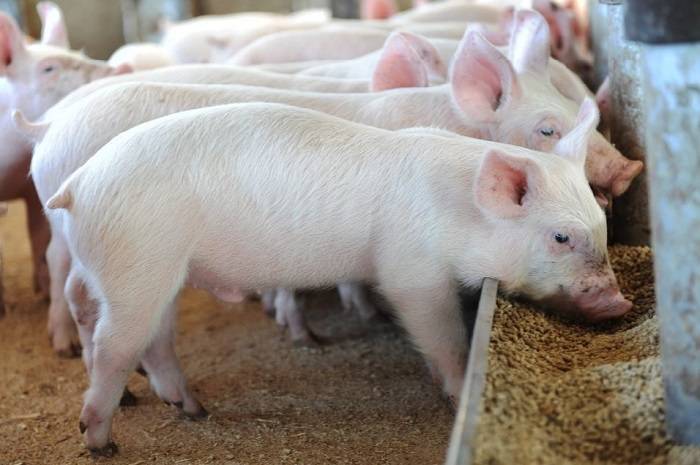 Какие бывают кормовые добавки для роста свиней, правила выбора и использования