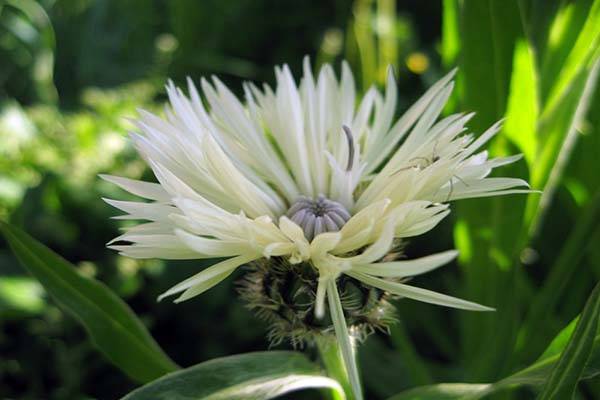 Василек садовый многолетний: посадка семенами и уход