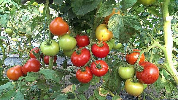 Описание помидор Черри, их польза и вред, самые сладкие сорта