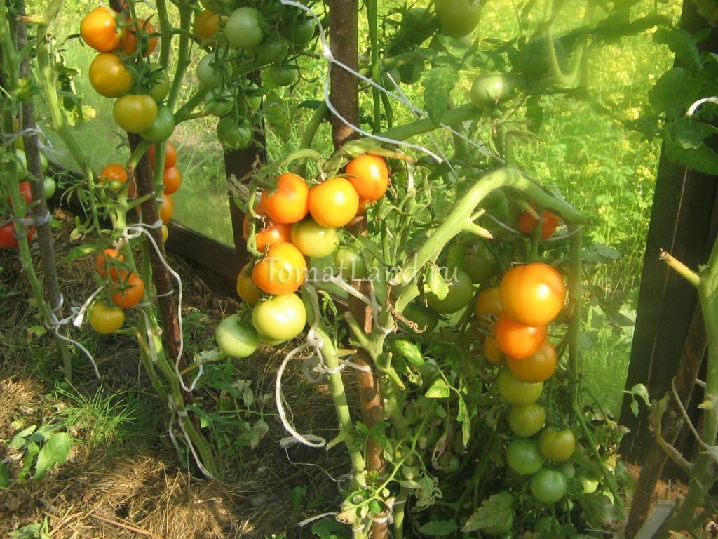 Характеристика и описание томата «засолочный грунтовый»