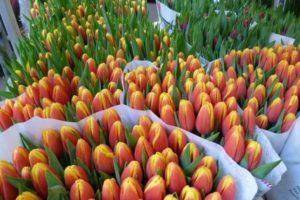 Способы размножения тюльпанов, советы по уходу за весенними цветами