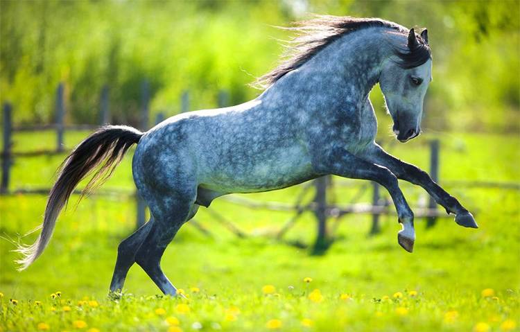 Лучшие породы спортивных лошадей для конкура и особенности содержания