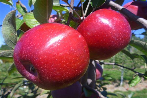 Колонновидные яблони: невысокие красавицы с высокой урожайностью