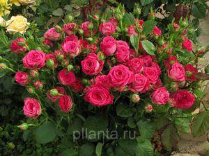 Описание сорта розы сантана, посадка и уход в открытом грунте