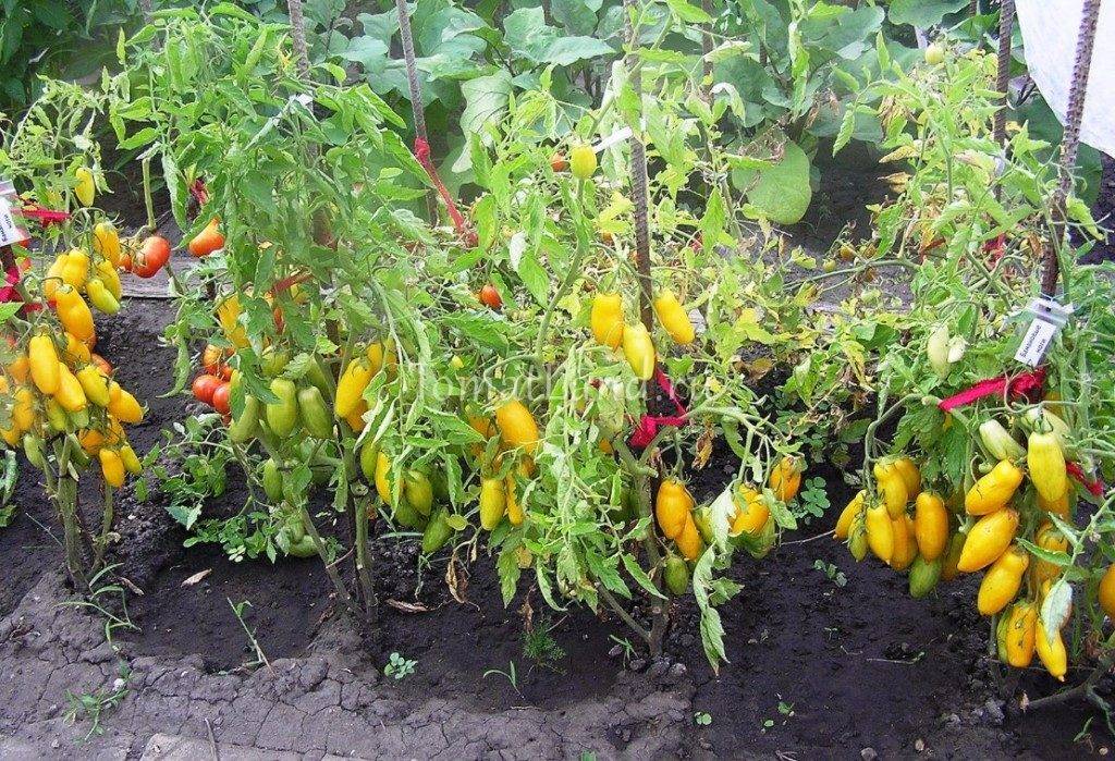 Описание сорта томата Кнопка, его характеристика и урожайность