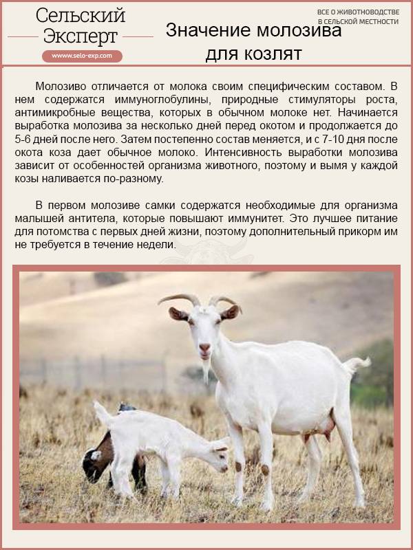 Признаки беременности коз и запуск перед окотом
