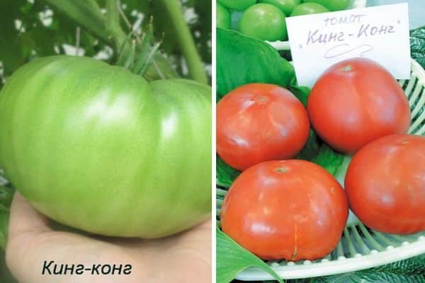 Описание сорта томата бизон желтый, его характеристика и выращивание