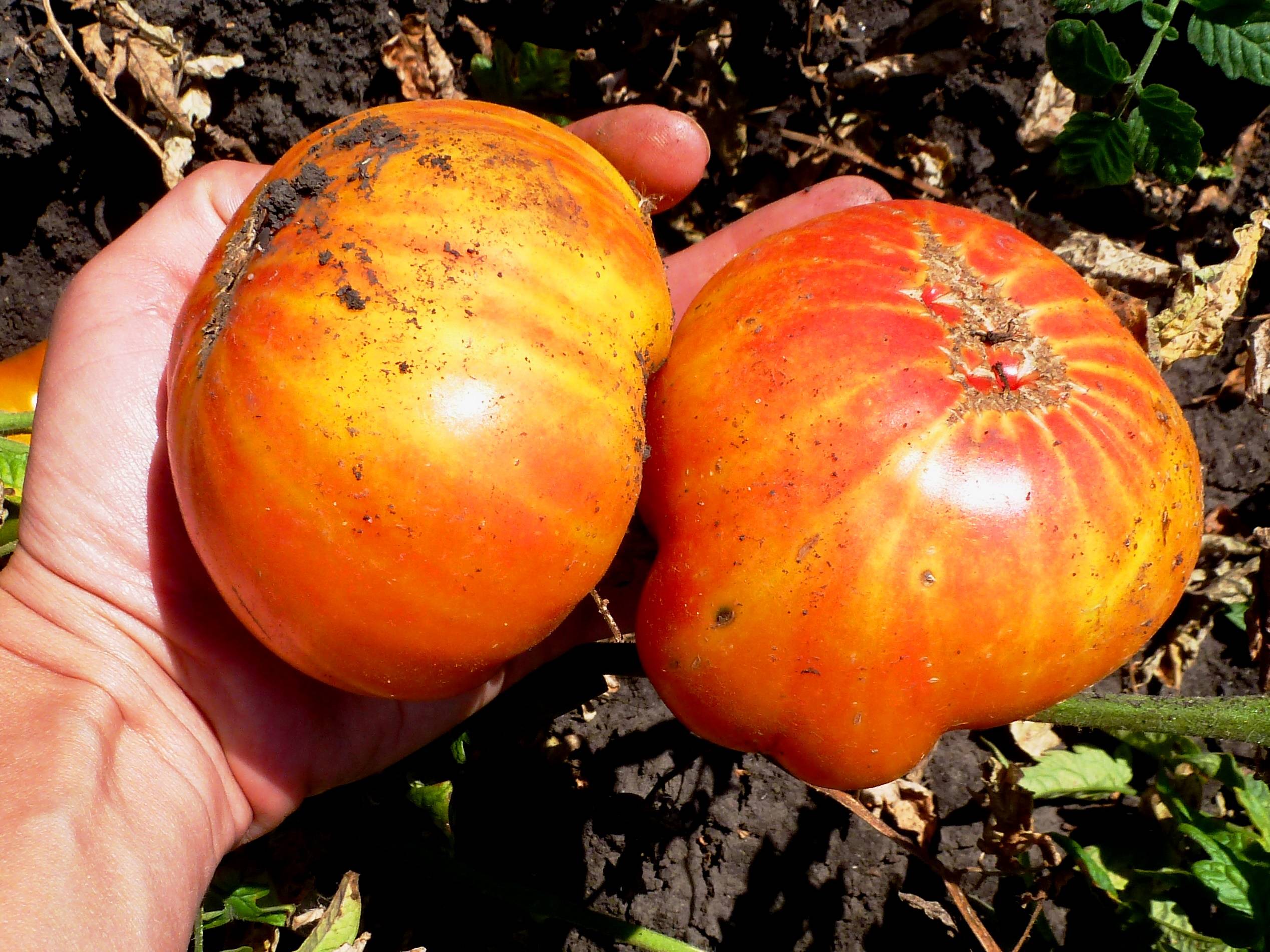 Описание томатов сорта «ананас»: особенности их выращивания в открытом и закрытом грунте