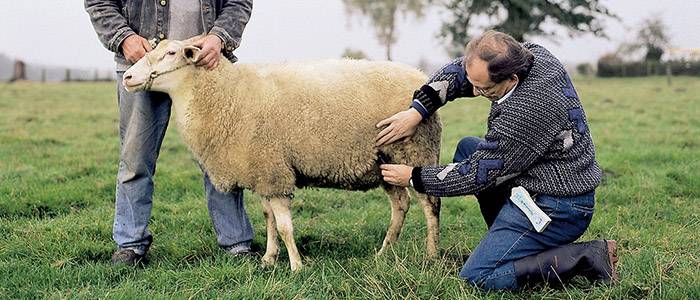 Чем кормить овец? рацион в домашних условиях