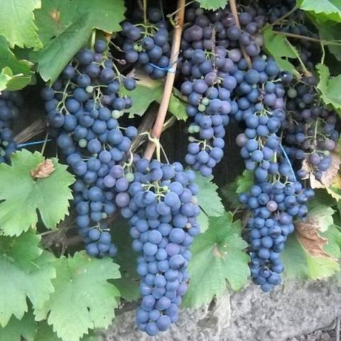 Описание винограда мукузани