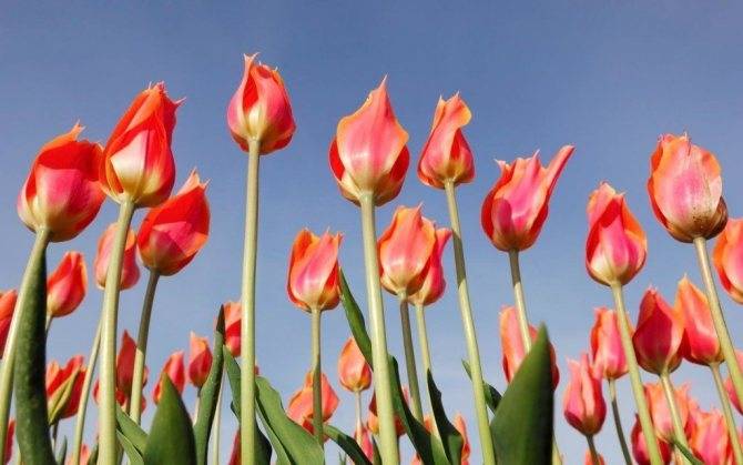 Семенной способ размножения тюльпанов