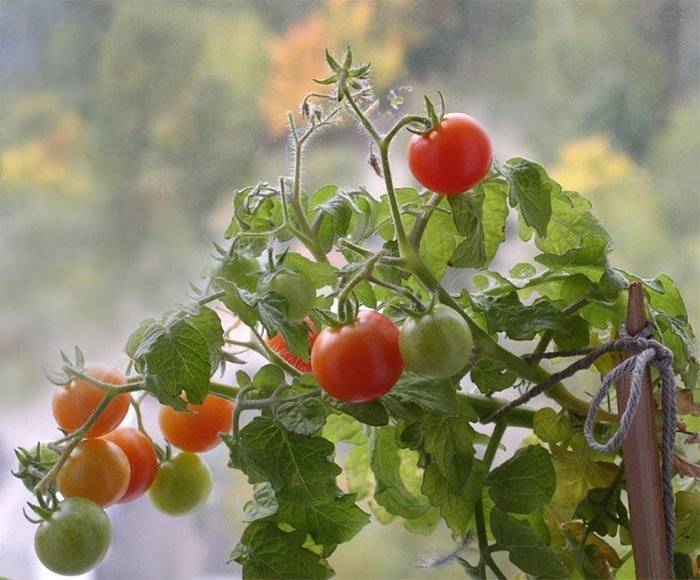 Как правильно вырастить помидоры от семечка до сбора урожая