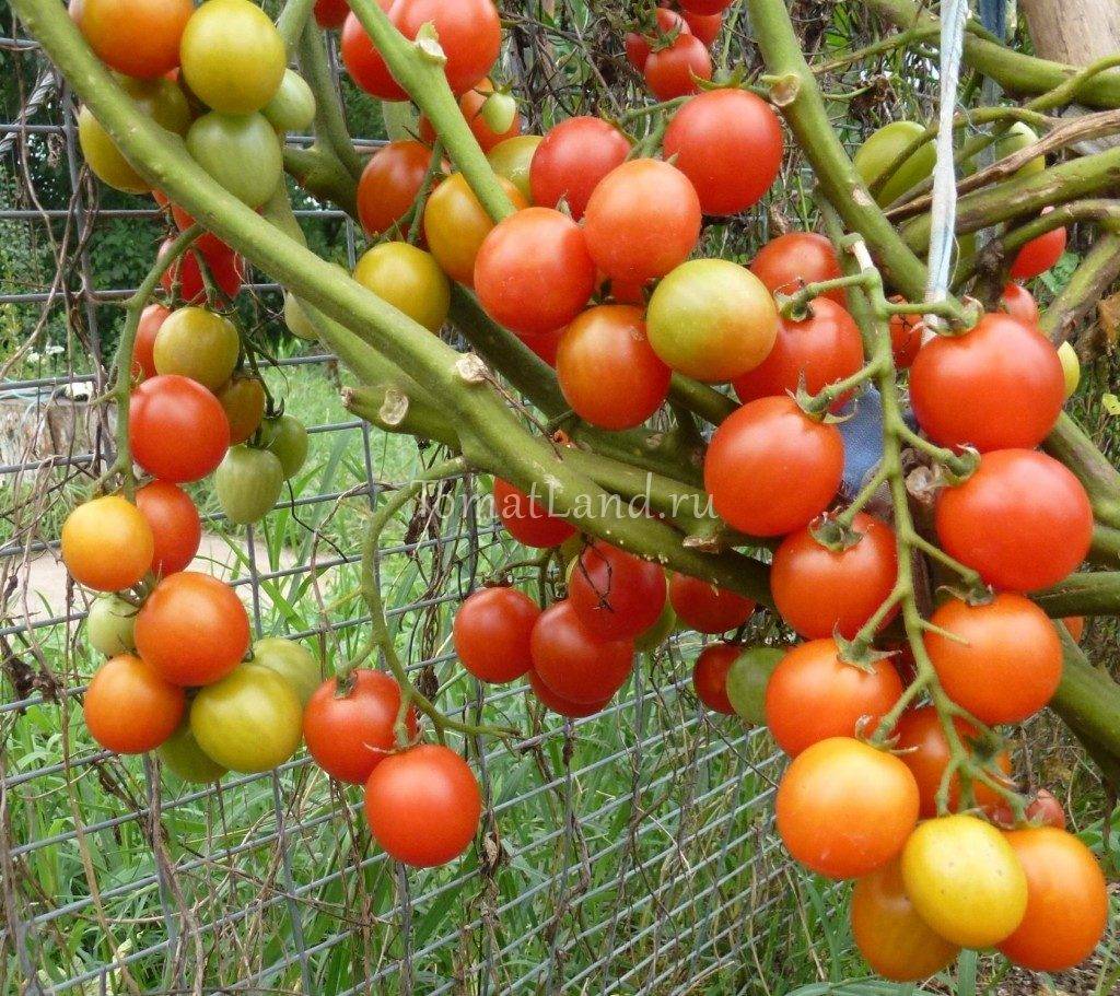 Раннеспелый сорт с крупными плодами — томат 33 богатыря: описание и советы по выращиванию