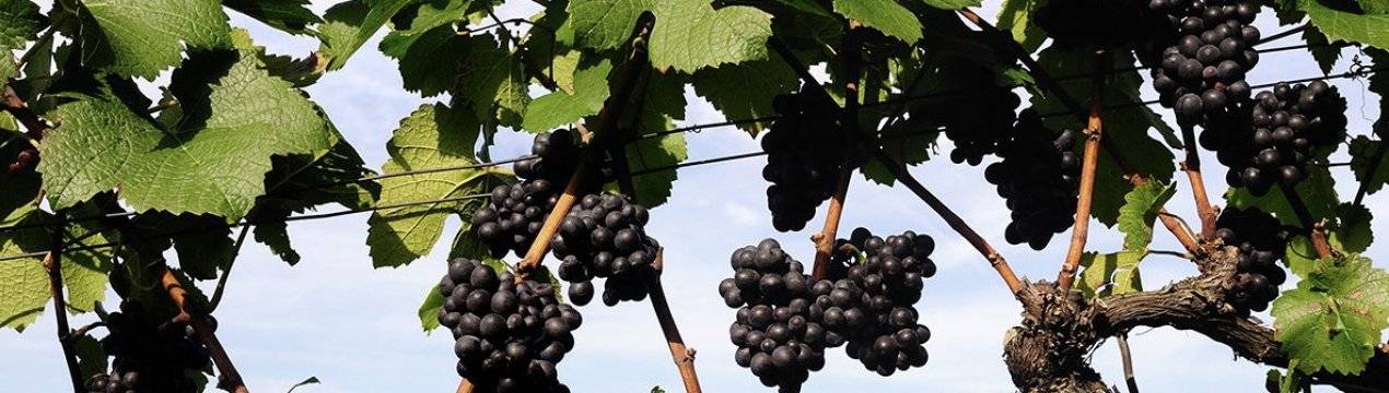 Правила, способы и сроки осенней пересадки винограда