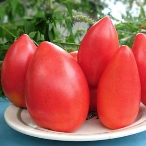 Как выращивать высокоурожайный томат. все о русских куполах: полное описание и советы агрономов