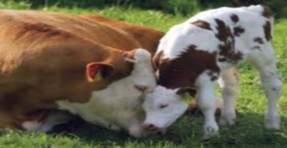 Гиподерматоз крупного рогатого скота: причины, симптомы, диагностика и лечение