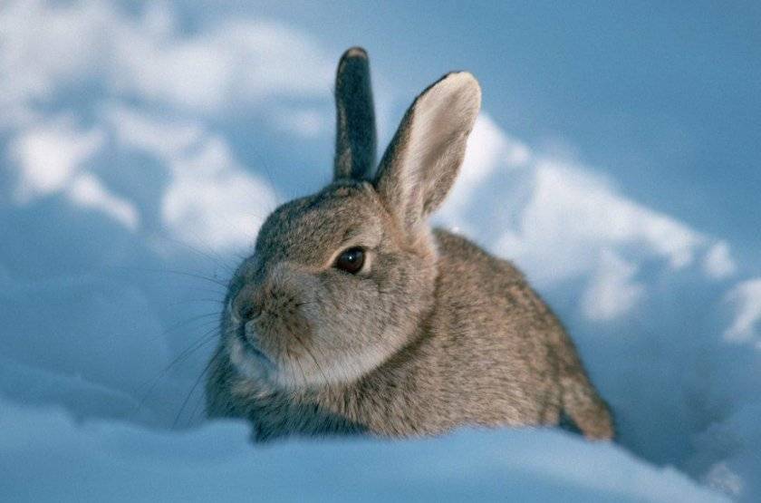 Условия для содержания и питание кроликов зимой на улице