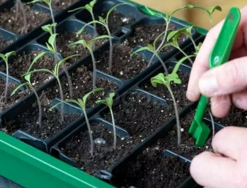 Метод терехиных по выращиванию томатов — особенности и преимущества