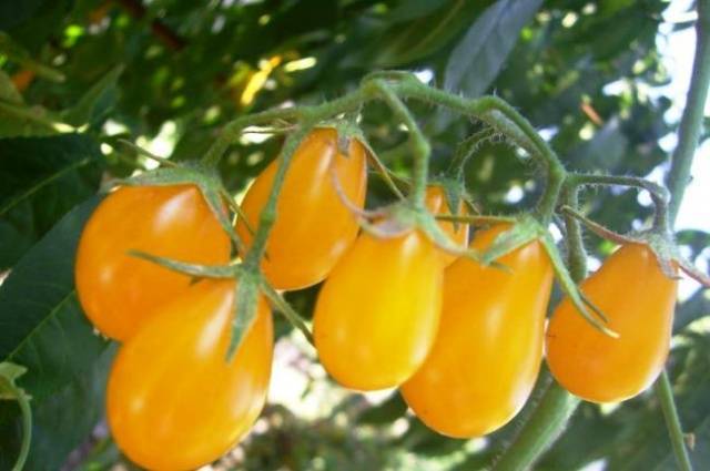 Томат санрайз — скороспелый сорт, плоды можно собирать через 65 дней