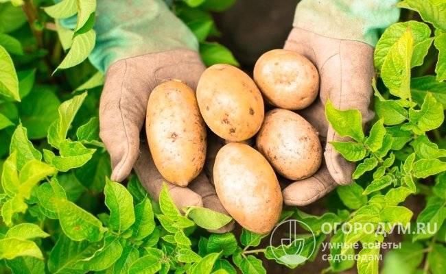 Описание сорта картофеля Удача, его характеристика и рекомендации по выращиванию