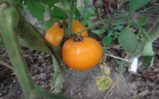 Кумато — томат-полудикарь, получивший мировую известность