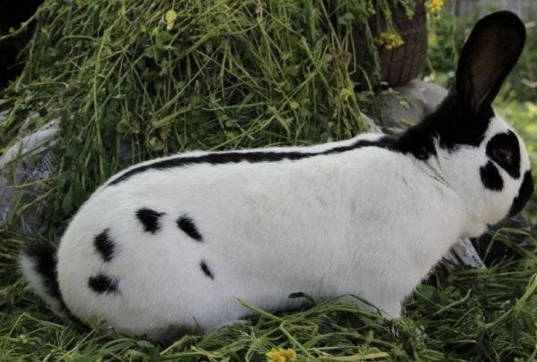 Разведение кроликов на мясо – перспективное направление кролиководства