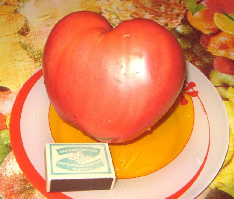 Об особенностях томата розовый спам: описание сорта и нюансы выращивания