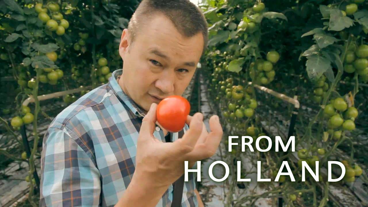 Голландская технология выращивания томатов в открытом и закрытом грунте