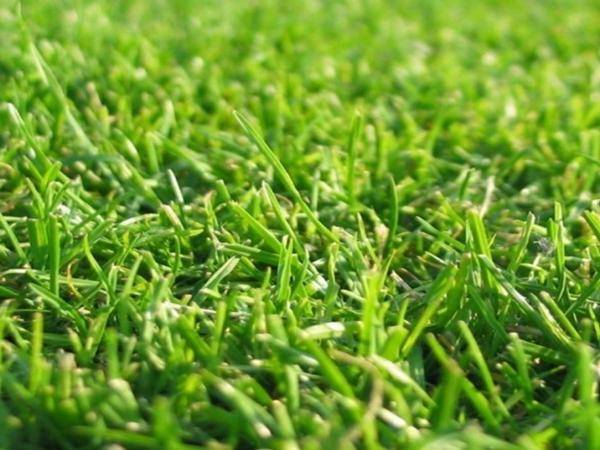 Как сделать газон на заросшем участке: 4 совета и 6 шагов