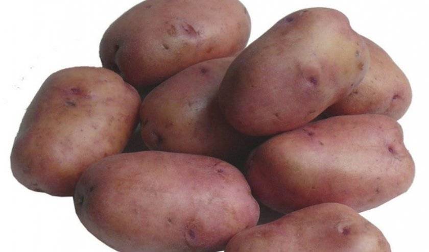 Выбор сорта картофеля в зависимости от региона выращивания