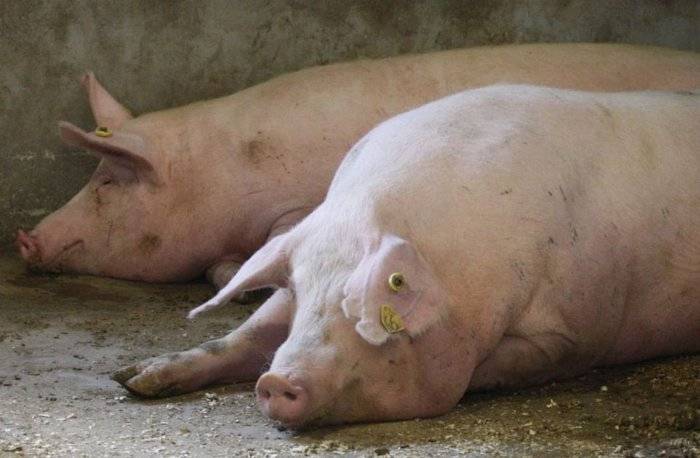 Чесотка у свиней: симптомы и лечение