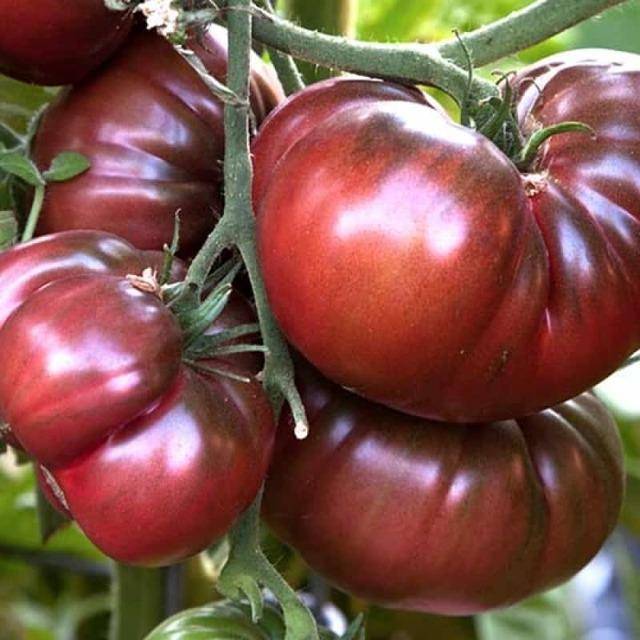 Деликатесный томат «сладкое чудо» : описание сорта и секреты выращивания