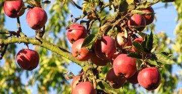 Яблоня имрус: особенности сорта и ухода