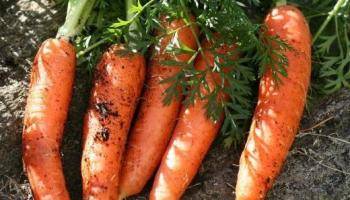 Почему и что делать если морковь не взошла