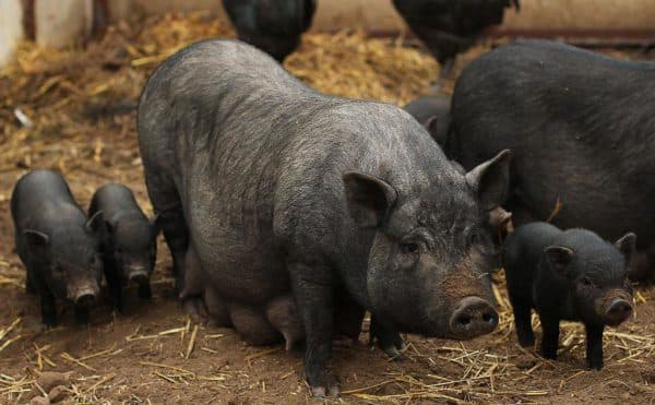 Содержание и разведение вислобрюхих вьетнамских свиней