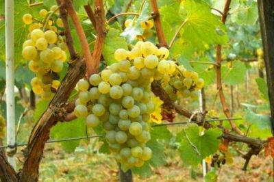 Виноград Солярис: описание сорта и характеристики плодов и куста с фото