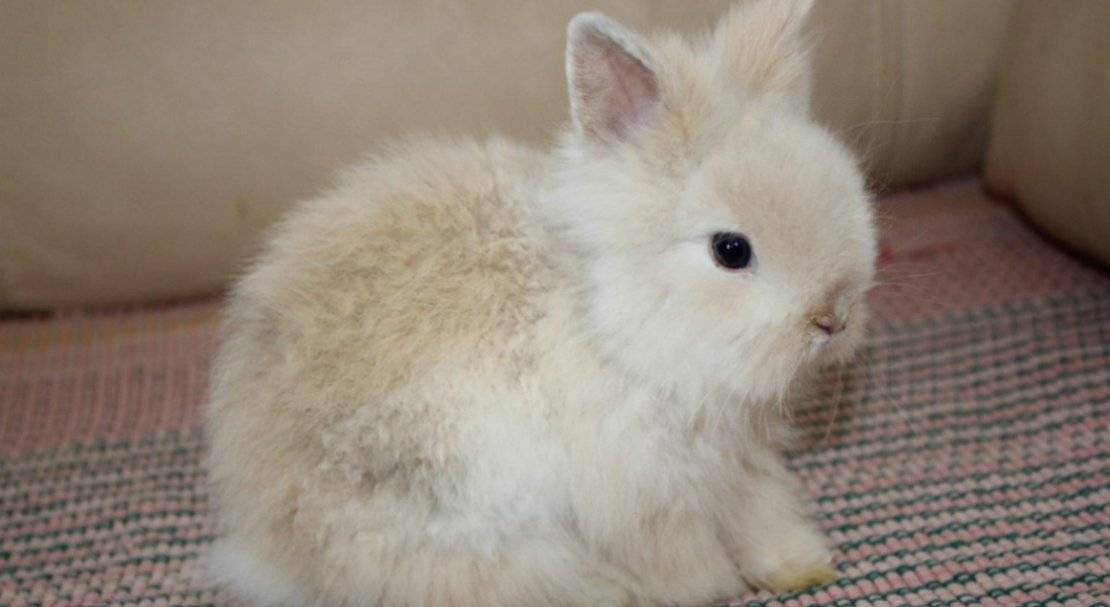 Почему чихают кролики и что делать, методы лечения и способы профилактики