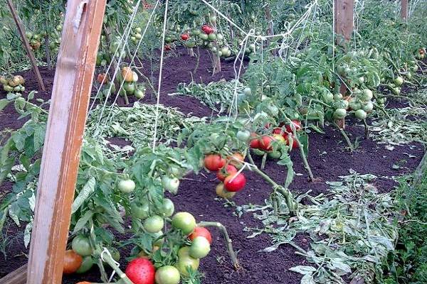 Описание сорта томата Семеныч f1, особенности выращивания и урожайность