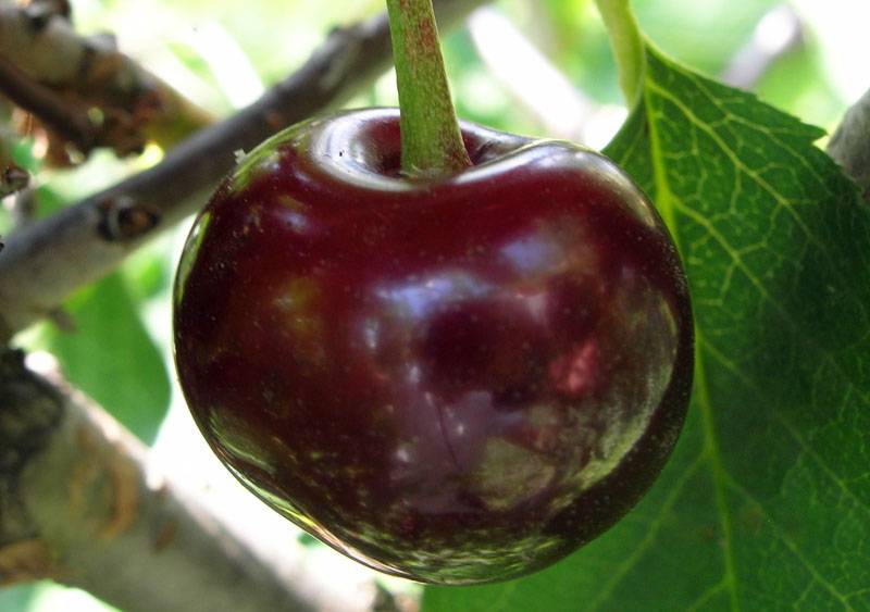 Фото и описание сорта вишни шоколадница